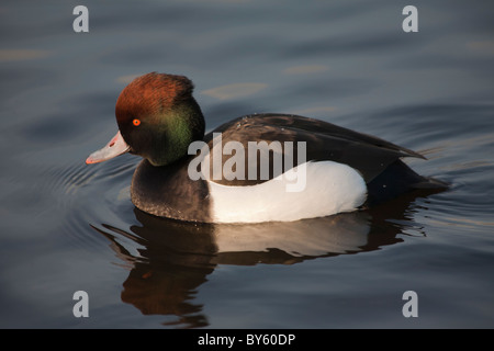 Männliche Scaup Ente Drake Aythya marila Stockfoto