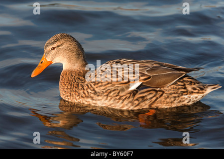 Weibliche Stockente, Henne, Anas platyrhynchos Stockfoto