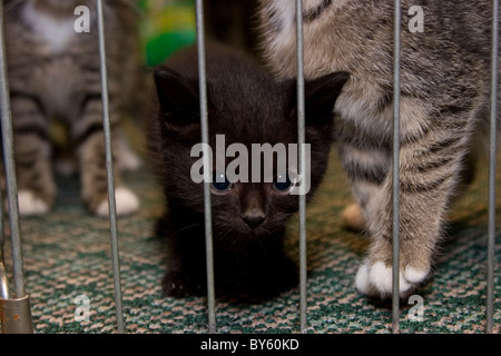 Junge Obdachlose schwarzes Kätzchen im Tierheim mit anderen Katzen Stockfoto