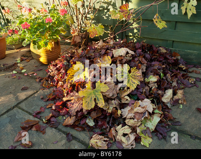 HERBSTLAUB AUF TERRASSE MIT HERBSTLICHEN FARBEN. Stockfoto