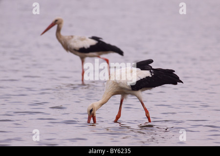 Weißer Storch (Ciconia Ciconia) in einem Wasserbecken auf Nahrungssuche. Stockfoto