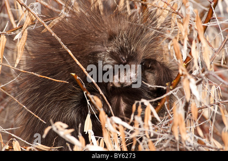 Stock Foto von einem jungen Stachelschwein kratzte sich am Kopf mit seinen hinteren Fuß. Stockfoto