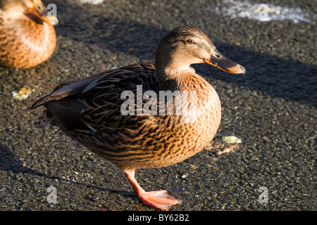 Enten am Raby Mere im Winter, wenn die bloße gefroren ist. Stockfoto