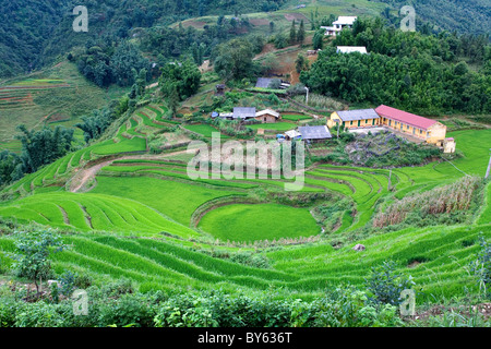 Reisterrassen Sie Feld-in Cat Cat Dorf. Sapa, Provinz Lao Cai, Vietnam Stockfoto