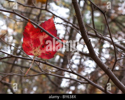 einzigen gefallenen rotes Ahornblatt auf AST stecken Stockfoto