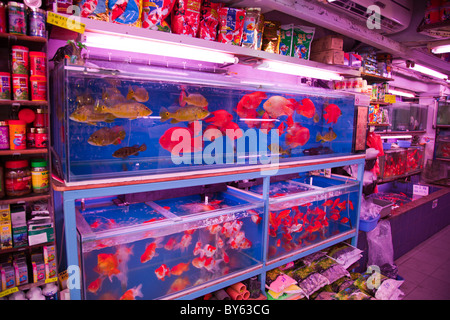 Fische bringen Glück chinesische Tung Choi Street Nord Abschnitt in Mong Kok den Ort für tropische Fische Stockfoto