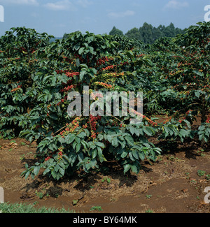 Schwer beladene Kaffee Strauch mit Reife und unreife Beeren und Kirschen, Nairobi, Kenia Stockfoto