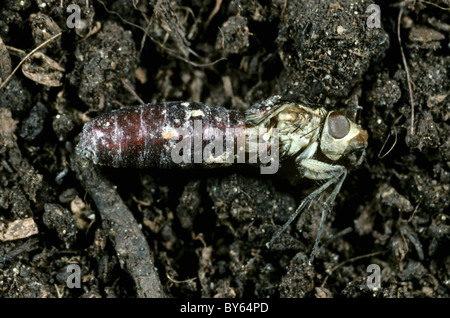 Kohl Wurzel fliegen (Delia Radicum) Erwachsenen Fliege aus seiner Puppe Stockfoto