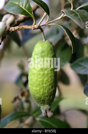 Ananas Guave oder Guavasteen, Acca Sellowiana Syn Feijoa Sellowiana, Myrtaceae. Unreife Früchte. Stockfoto