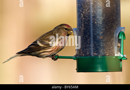 geringerer Redpoll (Zuchtjahr Kabarett) auf eine Niger-feeder Stockfoto