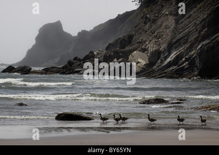 Brant Gänse Strand Oswald West State Park Oregon Coast Nebel Stockfoto