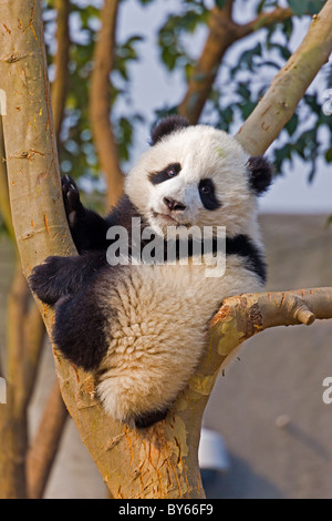 Junge Giant Panda Cub im Baum in Chengdu Research Base of Giant Panda Breeding, China. JMH4381 Stockfoto