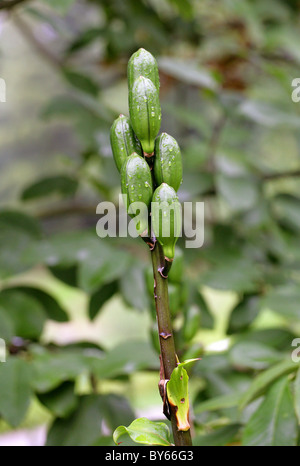 Samen Hülsen von den riesigen Himalayan Lily Cardiocrinum Giganteum, Liliaceae, Himalaya, Asien. Stockfoto