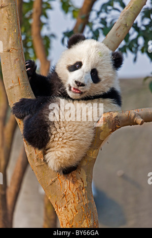 Junge Giant Panda Cub im Baum in Chengdu Research Base of Giant Panda Breeding, China. JMH4382 Stockfoto