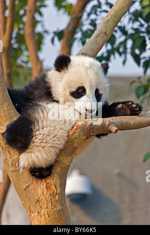 Junge Giant Panda Cub ruhen im Baum in Chengdu Research Base of Giant Panda Breeding, China. JMH4384 Stockfoto