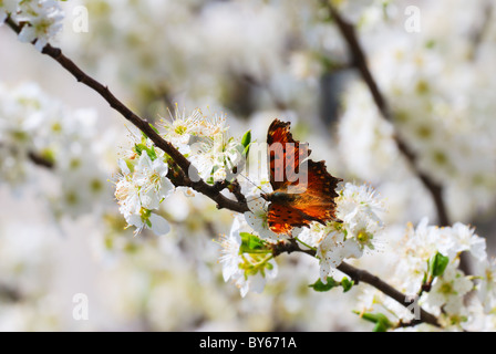 Schmetterling kleiner Fuchs (Nymphalis sp) auf weiße Frühling Blüte Stockfoto