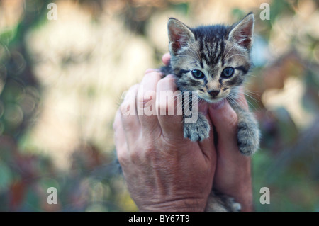 Kätzchen in die Hände des Mannes Stockfoto