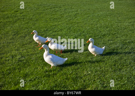 Seitenansicht von vier weißen Enten auf dem Rasen Stockfoto