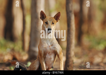 Weibliche Dingo im Kakadu National Park, Nord-Australien Stockfoto