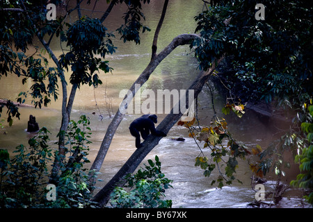 Schimpansen, überquert den Kyambura River, Uganda, Ostafrika Stockfoto