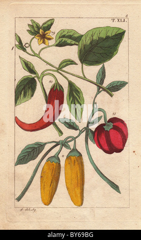 Gelbe und rote Paprika, gelbe Glockenblumen, Capsicum Annuum. Stockfoto