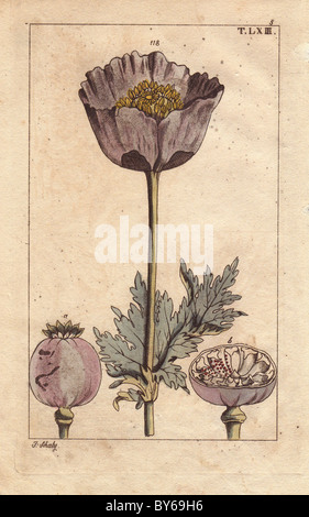 Mohn, Blume, Kapsel, Pflanzensamen, Papaver Somniferum. Stockfoto