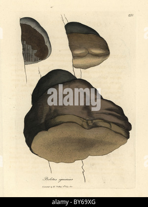 Zunderschwamm Steinpilzen oder Agaric Pilz, Boletus Igniarius. Stockfoto