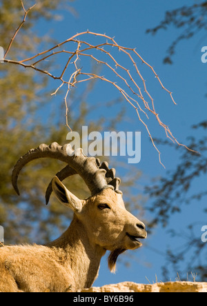 Porträt der Steinböcke in der Wüste Negev, Israel genommen. Stockfoto