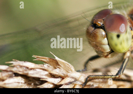 Makroaufnahme einer weiblichen gemeinsame Darter Libelle (Sympetrum Striolatum). Stockfoto