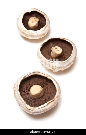 Weiße Champignons auf ein weißes Studio-Hintergrund zu isolieren. Stockfoto