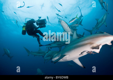 Schwarzspitzen Haie, Carcharhinus Limbatus Aliwal Shoal, Kwazulu Natal, Südafrika, Indischer Ozean Stockfoto