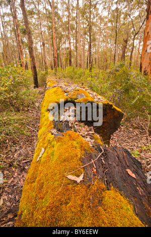 Moos bedeckt Karri Log im Diamond Wald, Manjimup, Western Australia Stockfoto