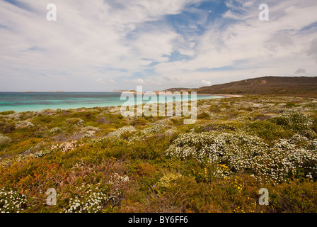 Wildblumen und das türkisblaue Meer an Rossiter Bay, Cape le Grand National Park, Esperance, Western Australia Stockfoto