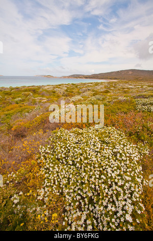 Wildblumen und das türkisblaue Meer an Rossiter Bay, Cape le Grand National Park, Esperance, Western Australia Stockfoto