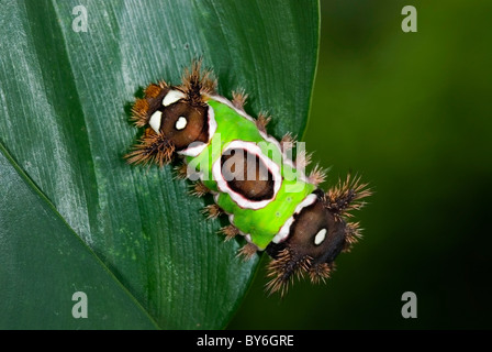 Sattel hinten Raupe "Acharia SP" aus Costa Rica. Stockfoto