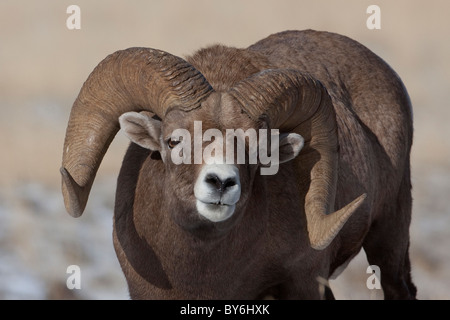 Dickhornschafe Ram im Herbst / Anfang Winter in den Rocky Mountains von Montana USA Stockfoto