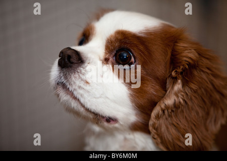 Ein Cavalier King Charles Spaniel befasst sich mit seiner Umgebung. Stockfoto