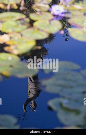 Reflexion einer Statue in den Teich, Garten des barocken Palazzo Borromeo, Isola Bella, Lago Maggiore, Piemont, Italien Stockfoto