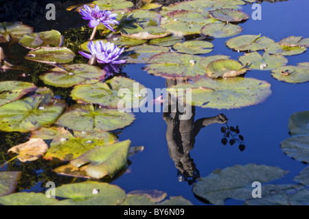 Garten des barocken Palazzo Borromeo, Isola Bella, Lago Maggiore, Piemont, Italien Stockfoto