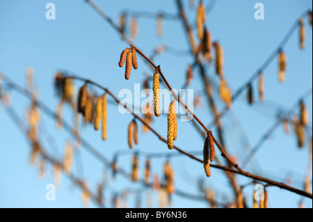 Birken Knospen und blauer Himmel an einem sonnigen Tag. Stockfoto