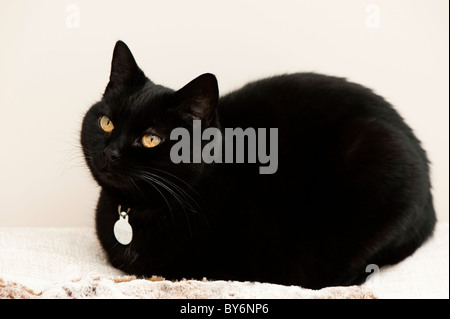 Kurzhaarige schwarze Hauskatze zusammengerollt auf Kissen Stockfoto