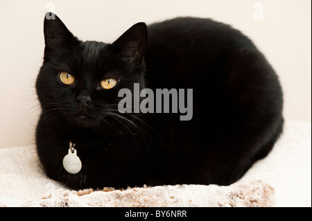 Kurzhaarige schwarze Hauskatze zusammengerollt auf Kissen Stockfoto