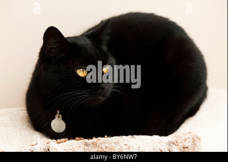 Kurzhaarige schwarze Hauskatze zusammengerollt auf Kissen Stockfoto