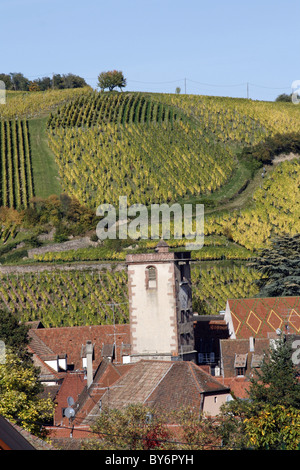 Alsace Weinstraße Stadt Hunawihr Frankreich Weinberg Trauben Erntehelfer Tokay Sylvaner Trauben Stockfoto