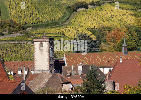 Alsace Weinstraße Stadt Hunawihr Frankreich Weinberg Trauben Erntehelfer Tokay Sylvaner Trauben Stockfoto