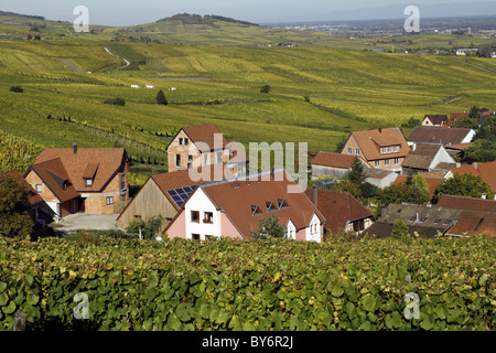 Alsace Weinstraße Stadt Hunawihr Frankreich Weinberg Trauben Erntehelfer Tokay Sylvaner Trauben Stockfoto