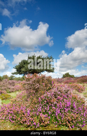 Heather in voller Blüte an einem Sommertag am Westleton Heath in der Nähe von Duncwich, Suffolk. Stockfoto