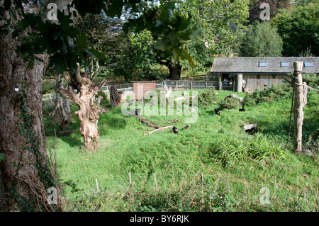 Teil der Sulawesi crested schwarz Makaken Gehege im Zoo von Jersey (Durrell Wildlife Conservation Trust) Stockfoto