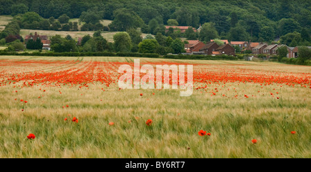 Mohn wächst in einem Feld von Gerste in North Lincolnshire Stockfoto