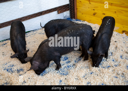 Ferkel schwarz seltene Sorte in Käfig warten die Tiere segnen Stockfoto